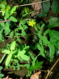 Hypericum humifusum